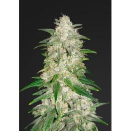 Gelato Auto de Fastbuds Seeds