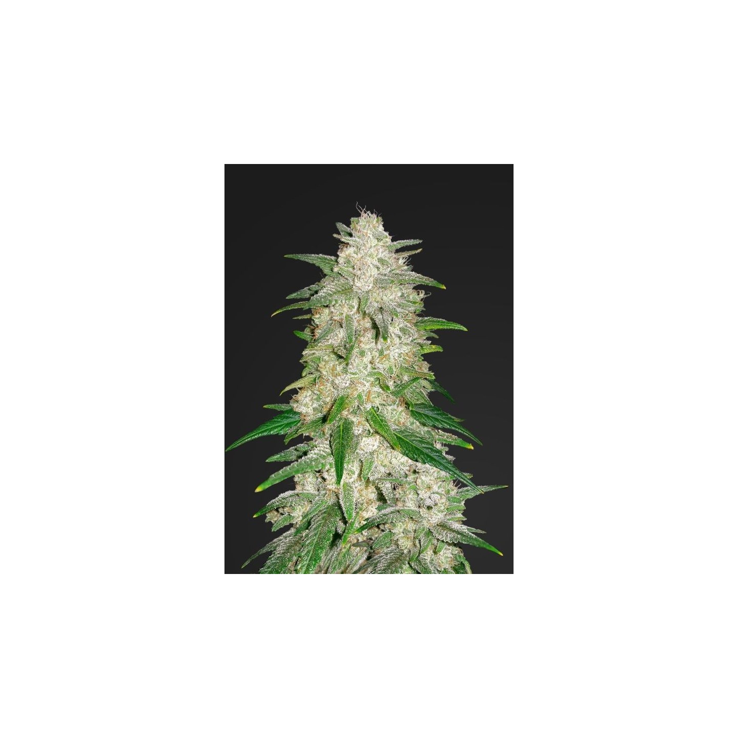 Gelato Auto de Fastbuds Seeds