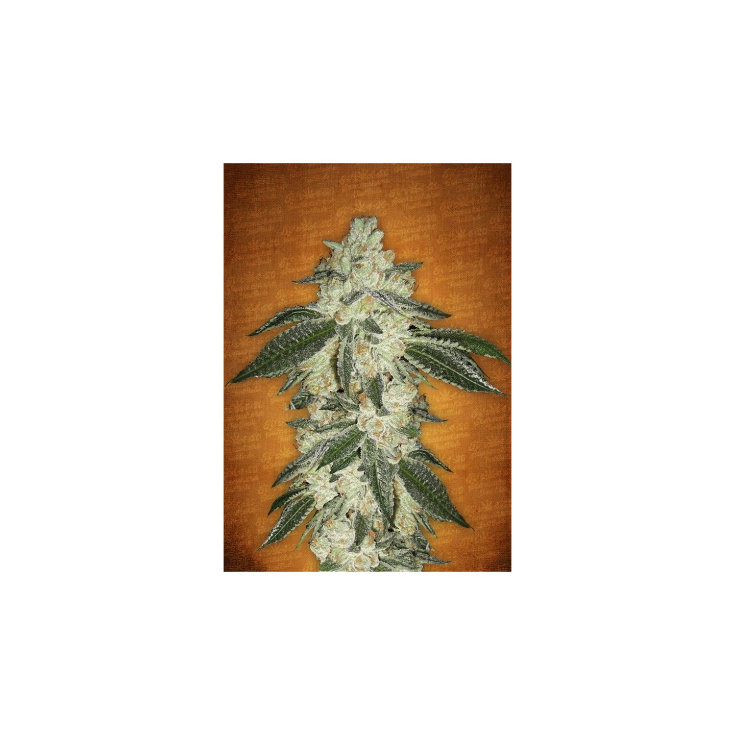 Green Crack de Fastbuds Seeds