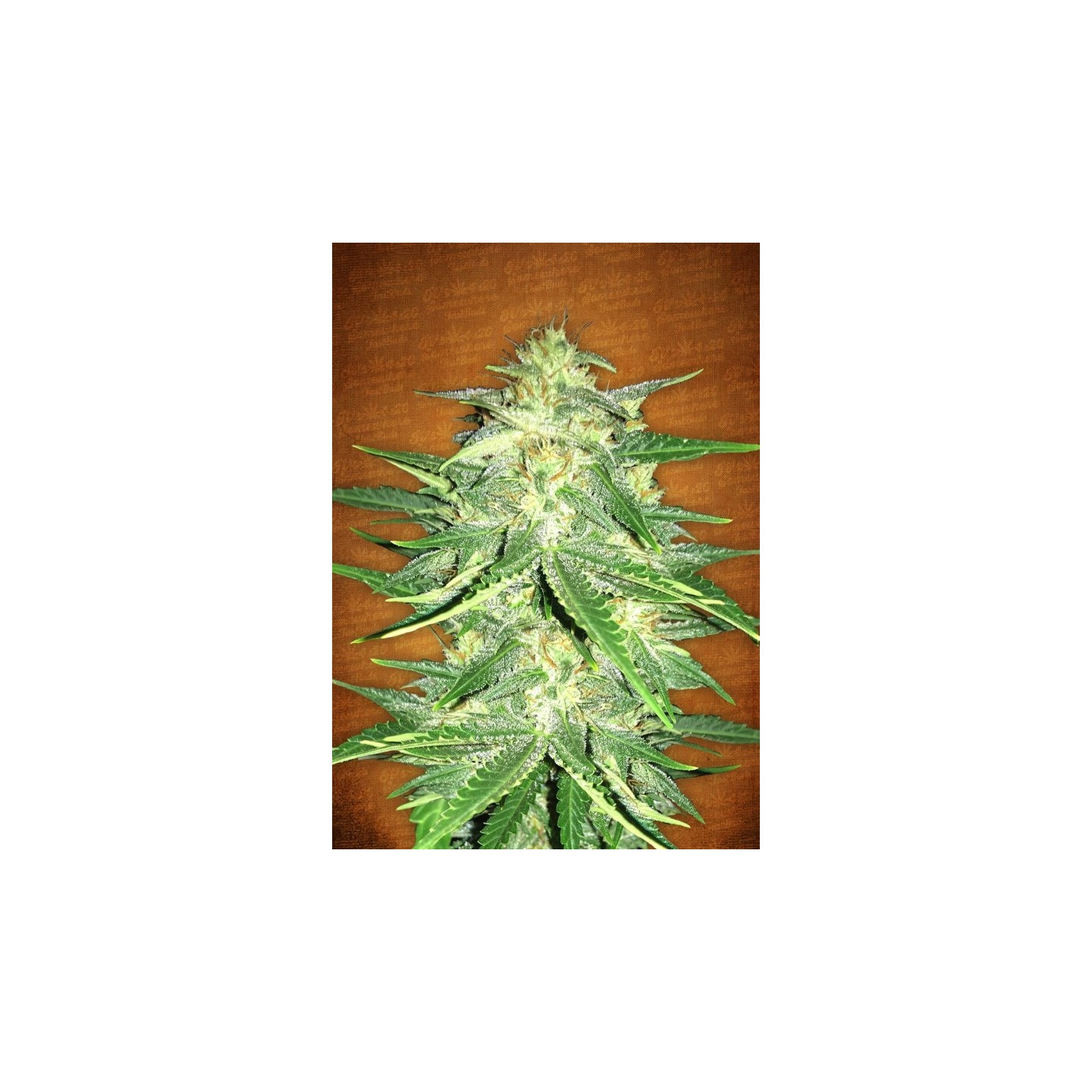 Lemon Ak Auto de Fastbuds Seeds