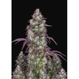 Lemon Pie Auto de Fastbuds Seeds