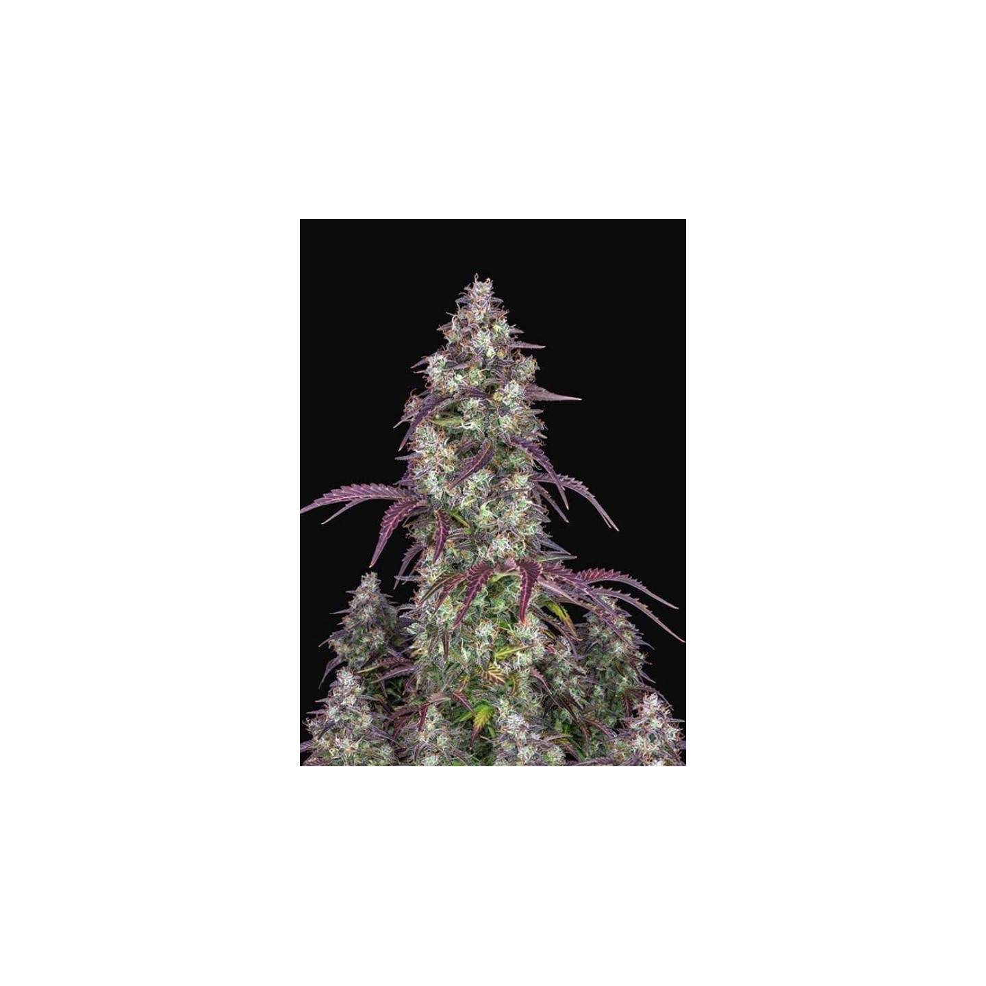 Lemon Pie Auto de Fastbuds Seeds