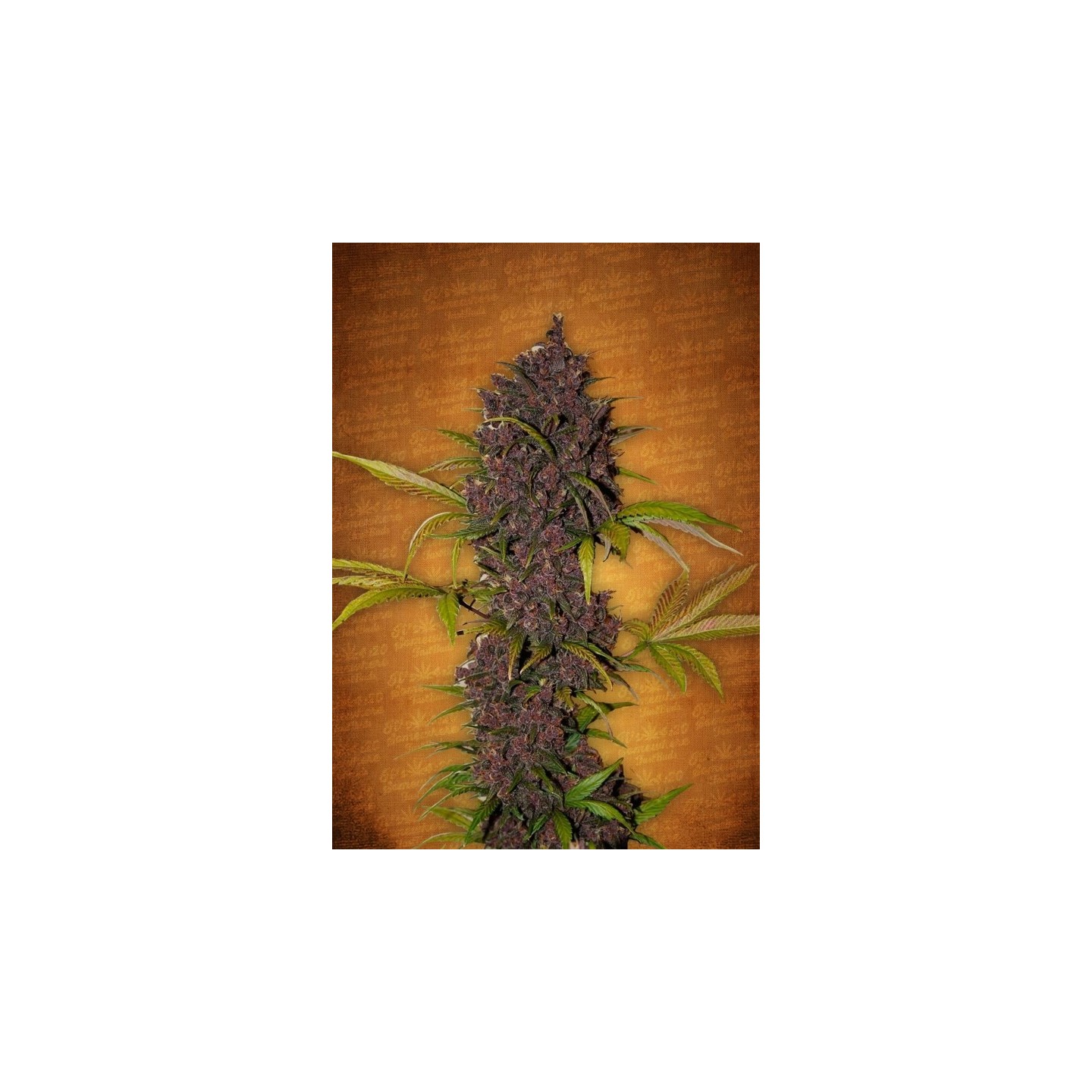 LSD-25 de Fastbuds Seeds