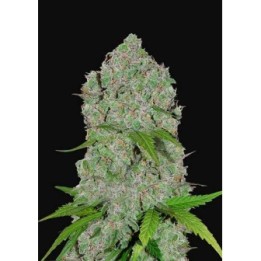Orange Sherbet Auto de Fastbuds Seeds