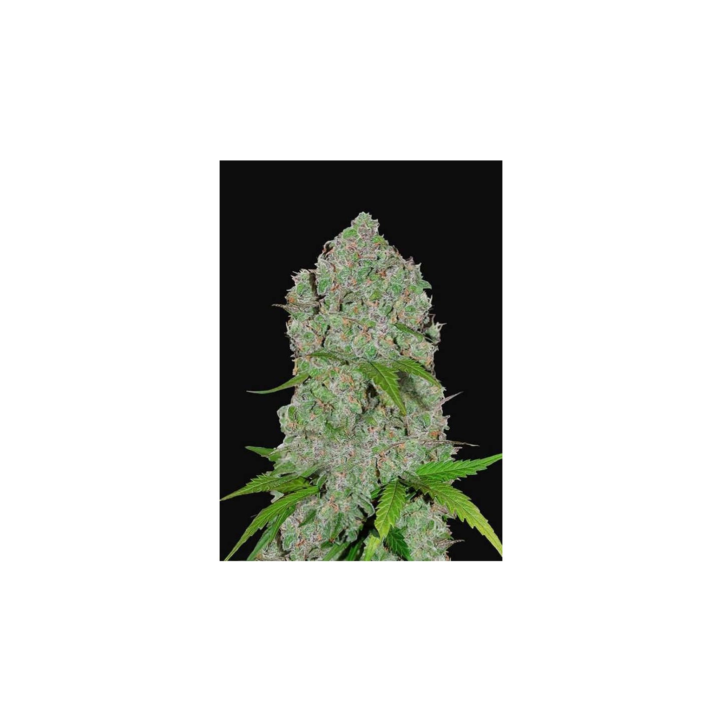 Orange Sherbet Auto de Fastbuds Seeds