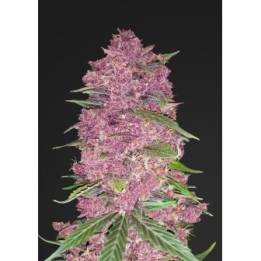 Purple Lemonade de Fastbuds Seeds