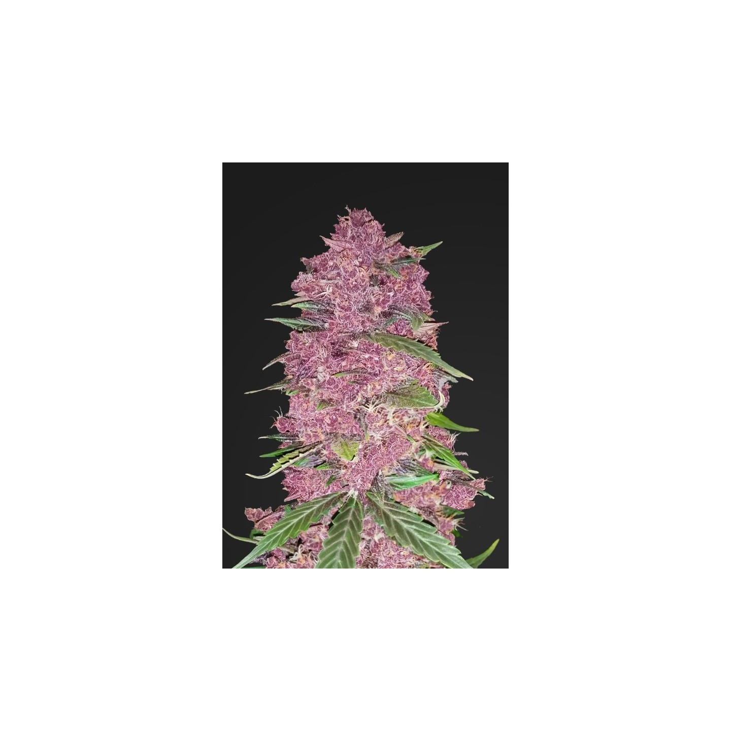 Purple Lemonade de Fastbuds Seeds