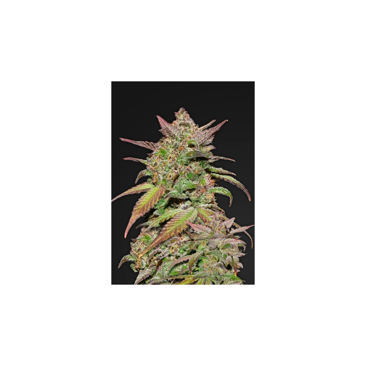 Smoothie Auto de Fastbuds Seeds