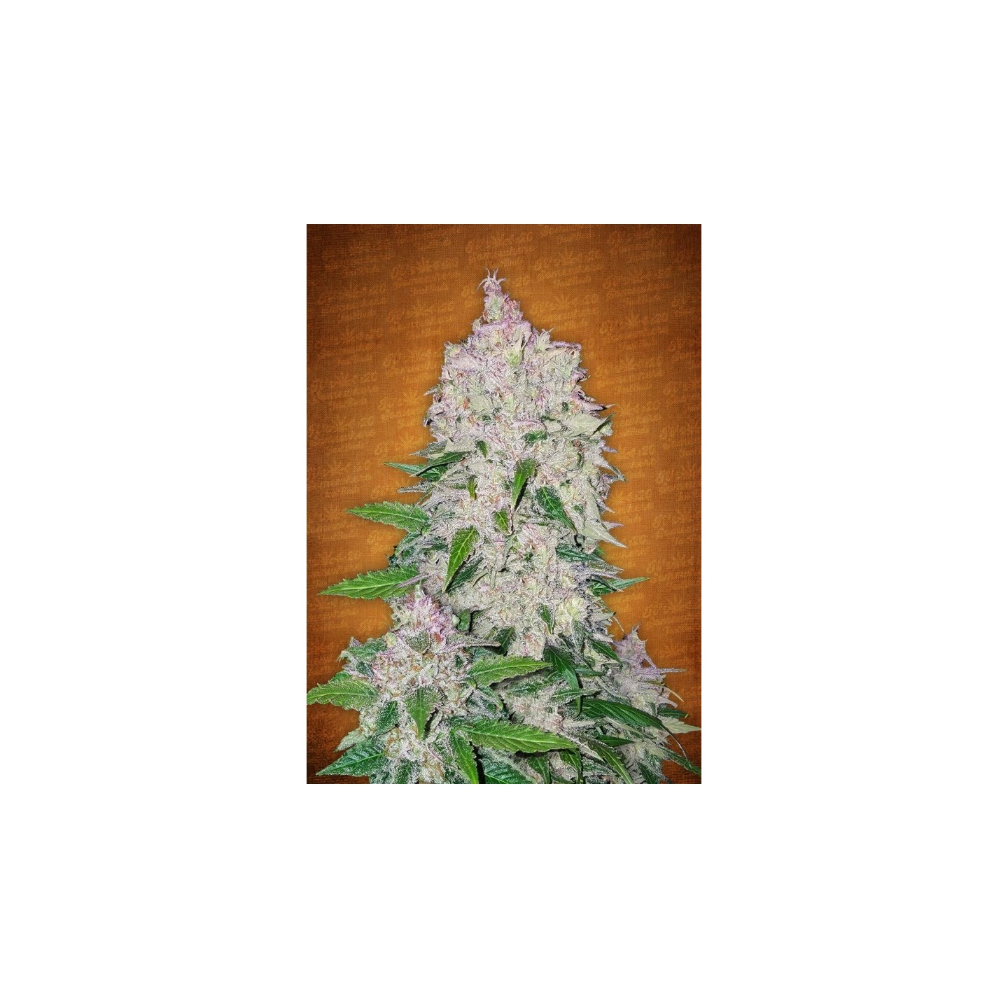 Stardawg de Fastbuds Seeds