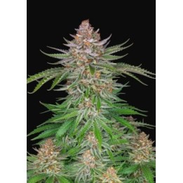 Strawberry Pie Auto de Fastbuds Seeds