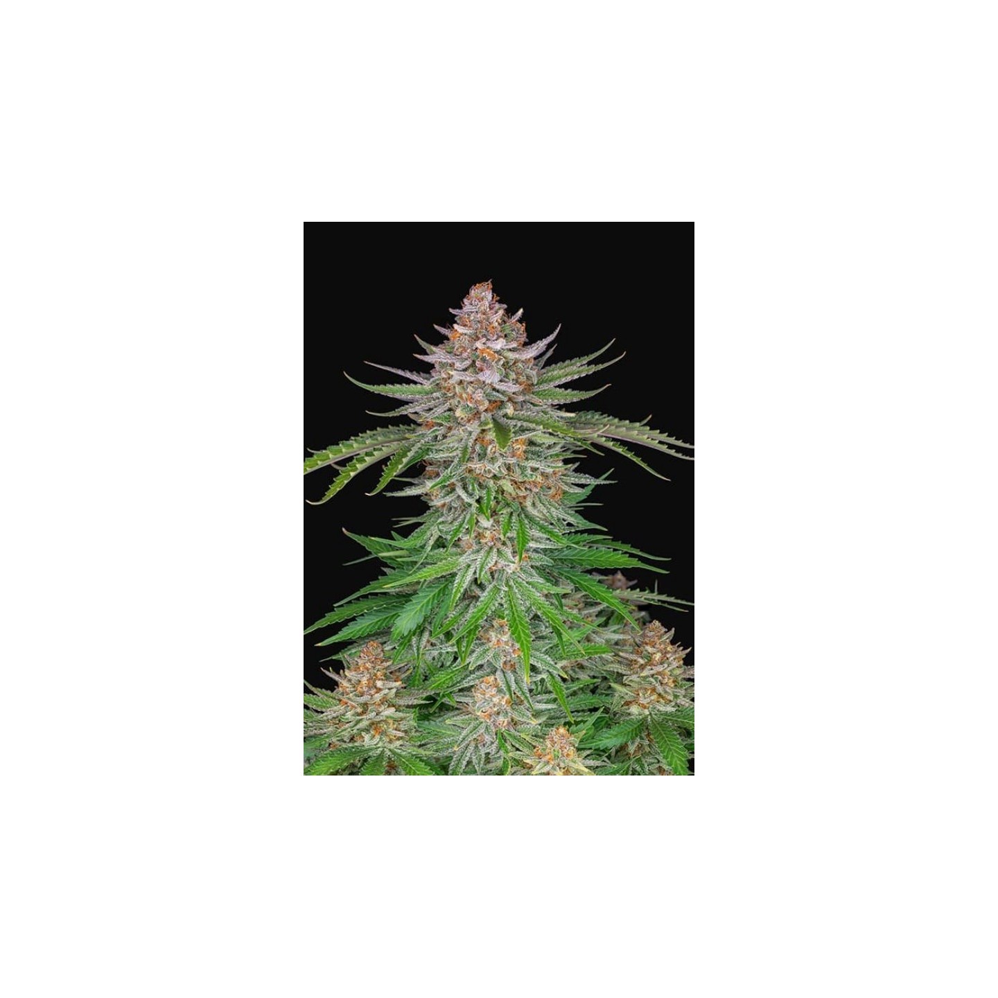 Strawberry Pie Auto de Fastbuds Seeds