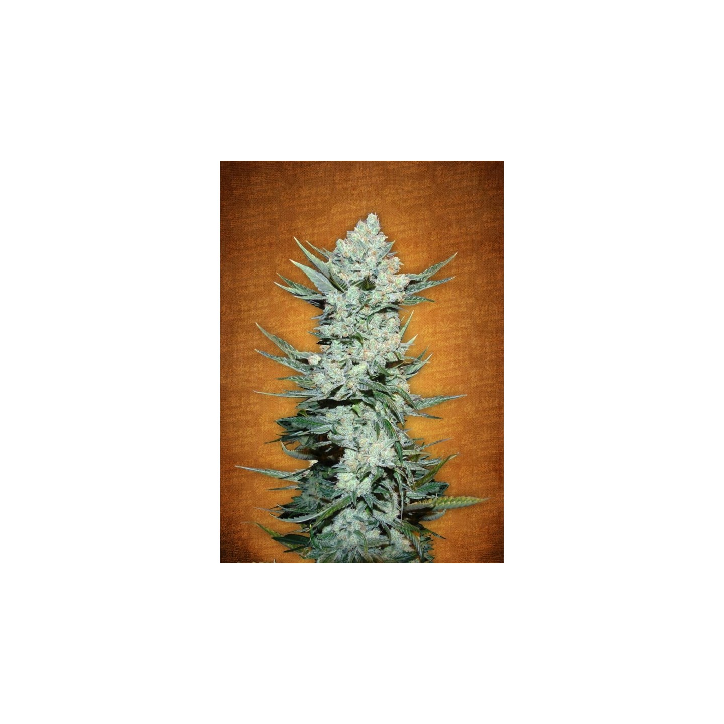 Tangie Matic de Fastbuds Seeds