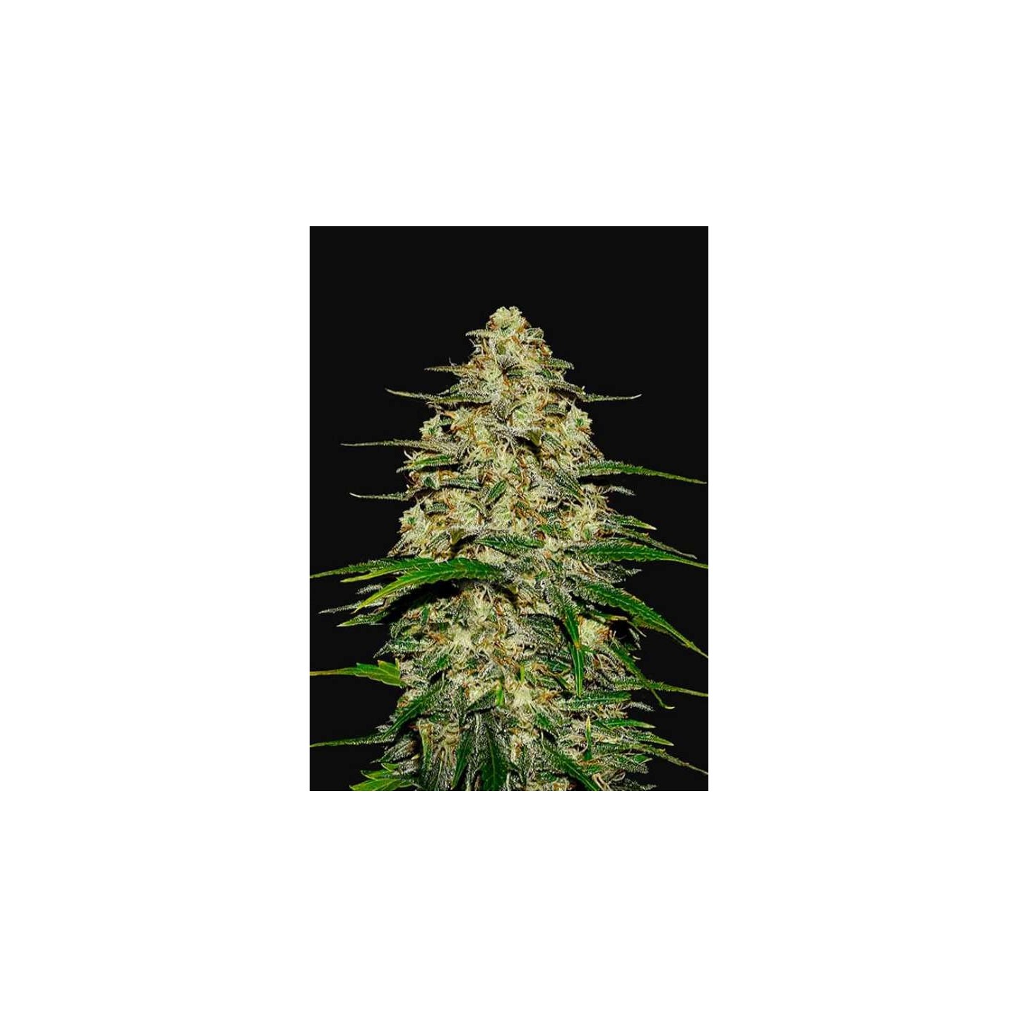 Wedding Cheesecake Auto de Fastbuds Seeds