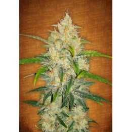 Zkittlez Auto de Fastbuds Seeds