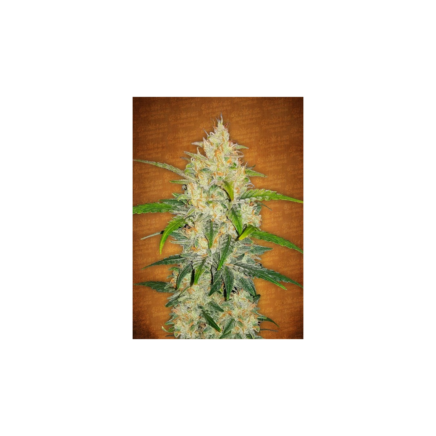 Zkittlez Auto de Fastbuds Seeds