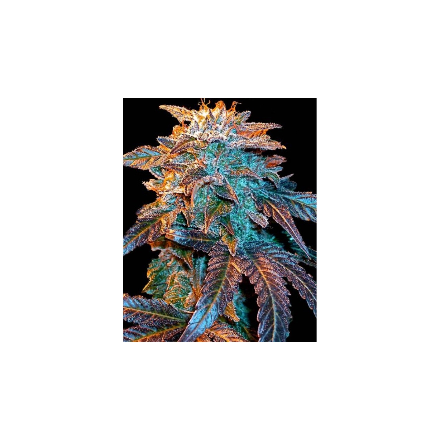 Auto Gelato de Female Seeds