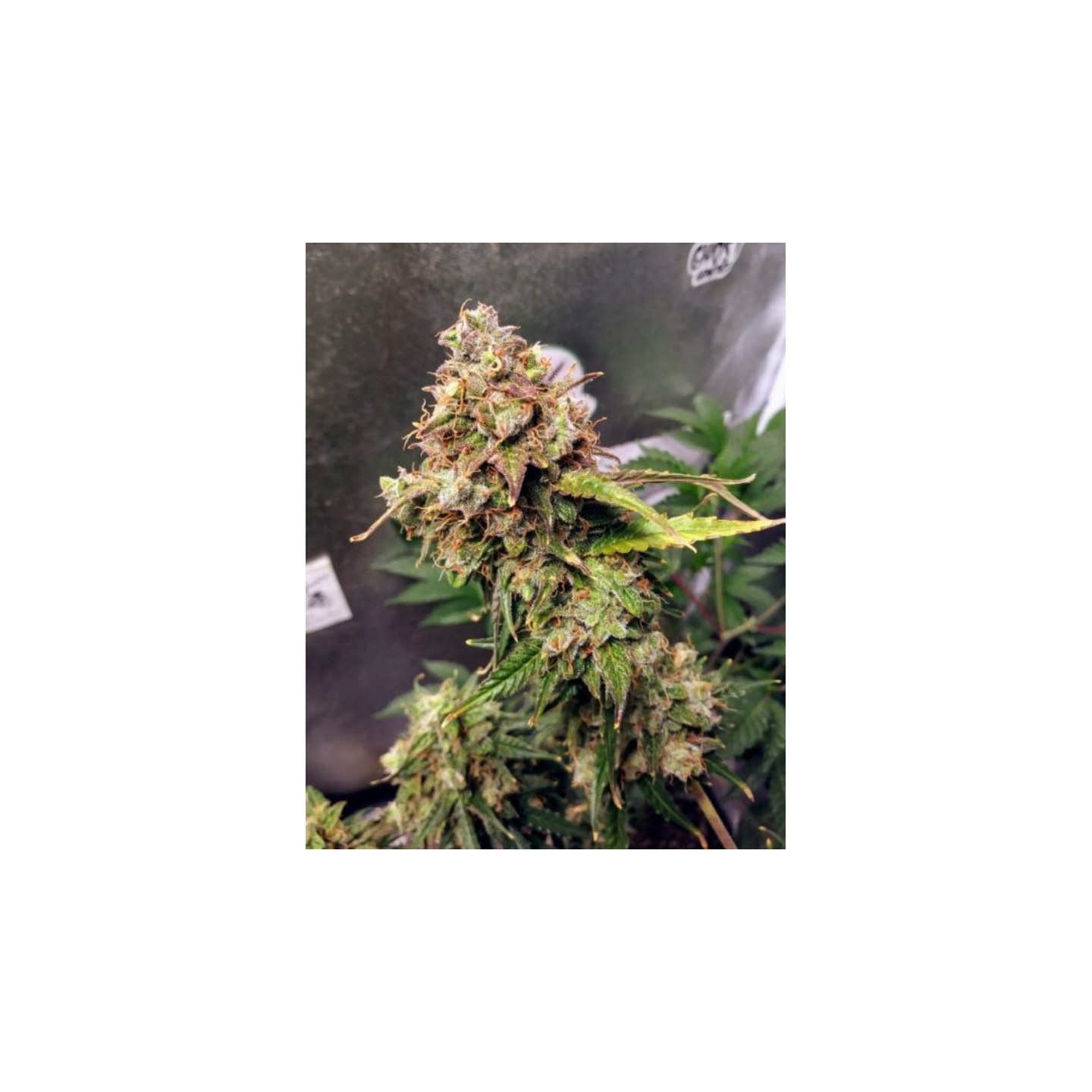 Auto NL de Female Seeds