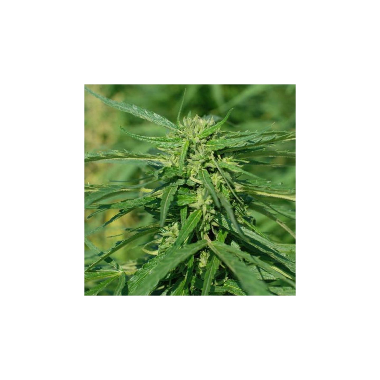 Cbd Terra Italia de Female Seeds