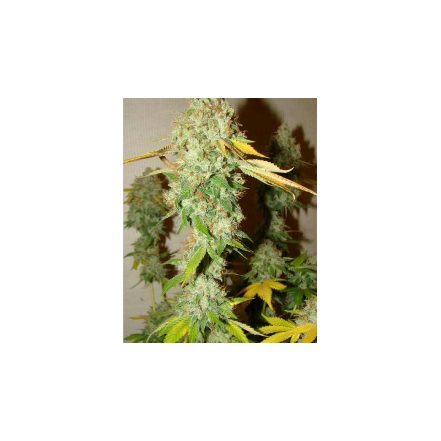 Chem Og de Female Seeds