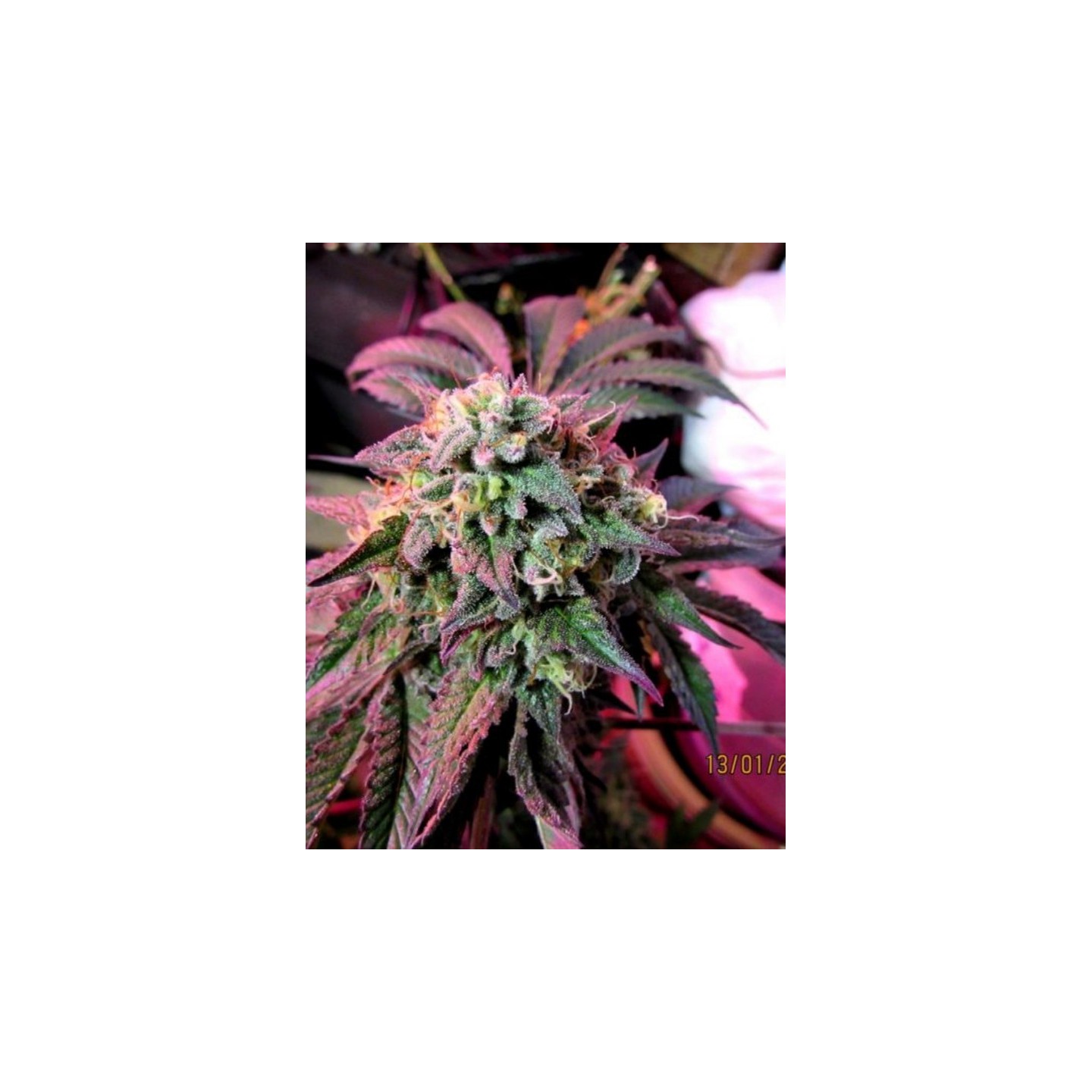 Cherry Pie de Female Seeds