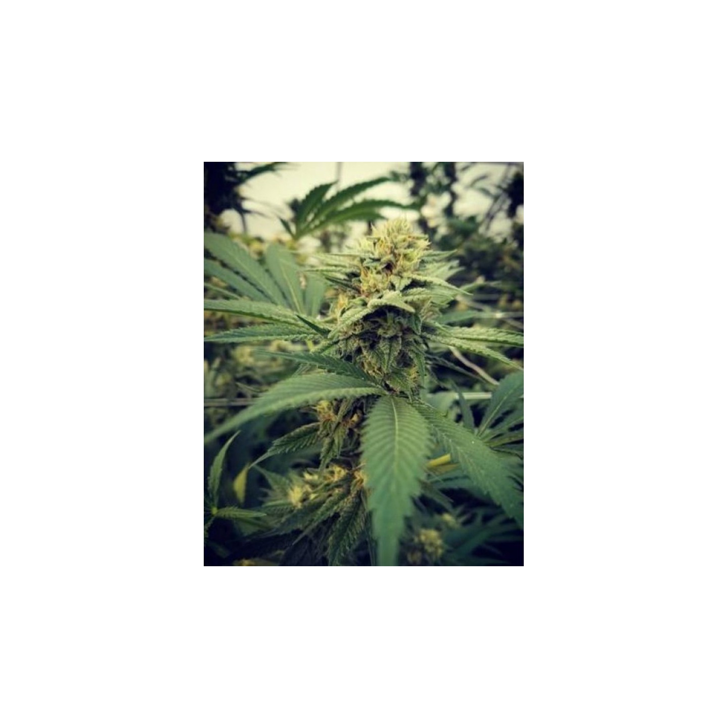 Critical Sour de Female Seeds