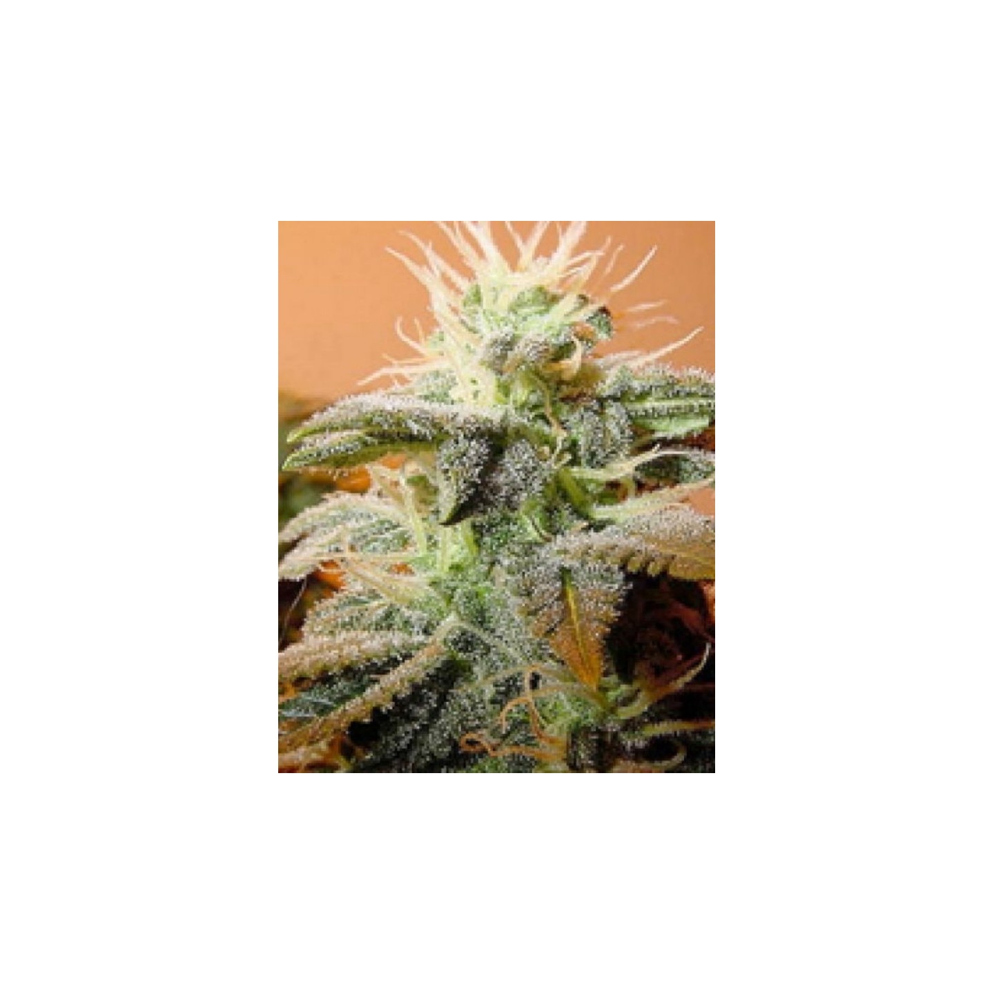 Indoor Mix de Female Seeds