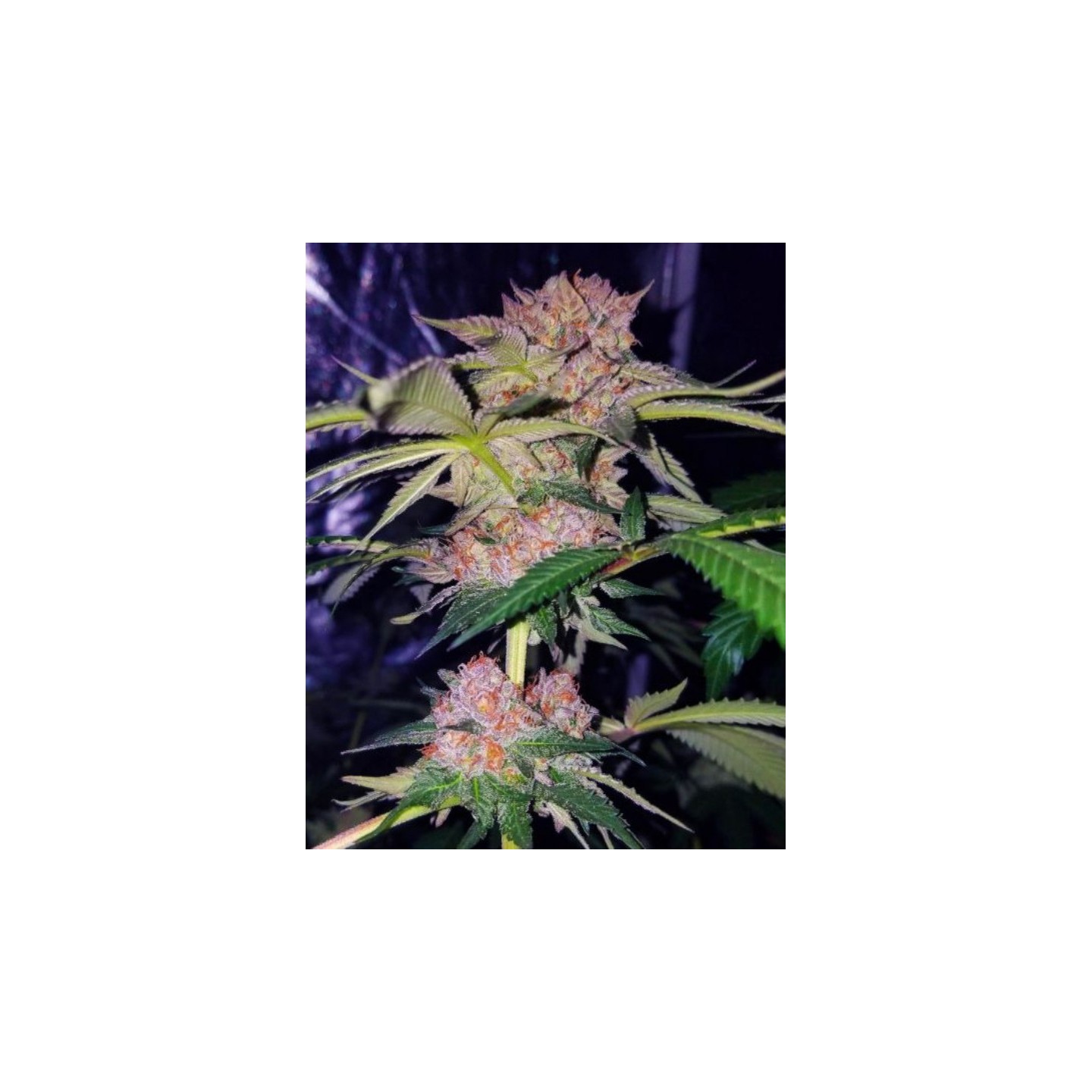 Mimosa Champagne de Female Seeds