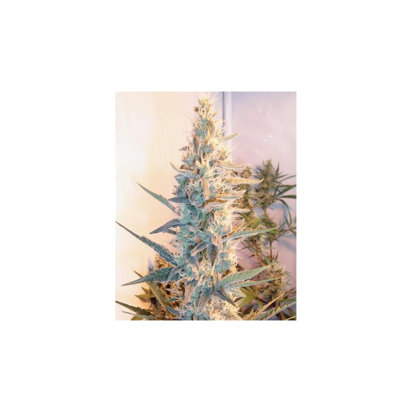 Outdoor Grapefruit de Female Seeds
