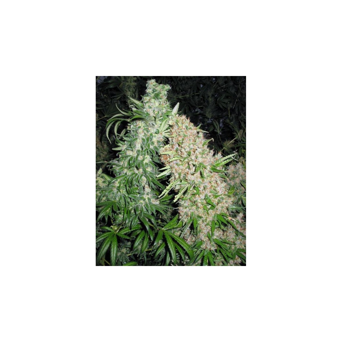 Skunk Special de Female Seeds