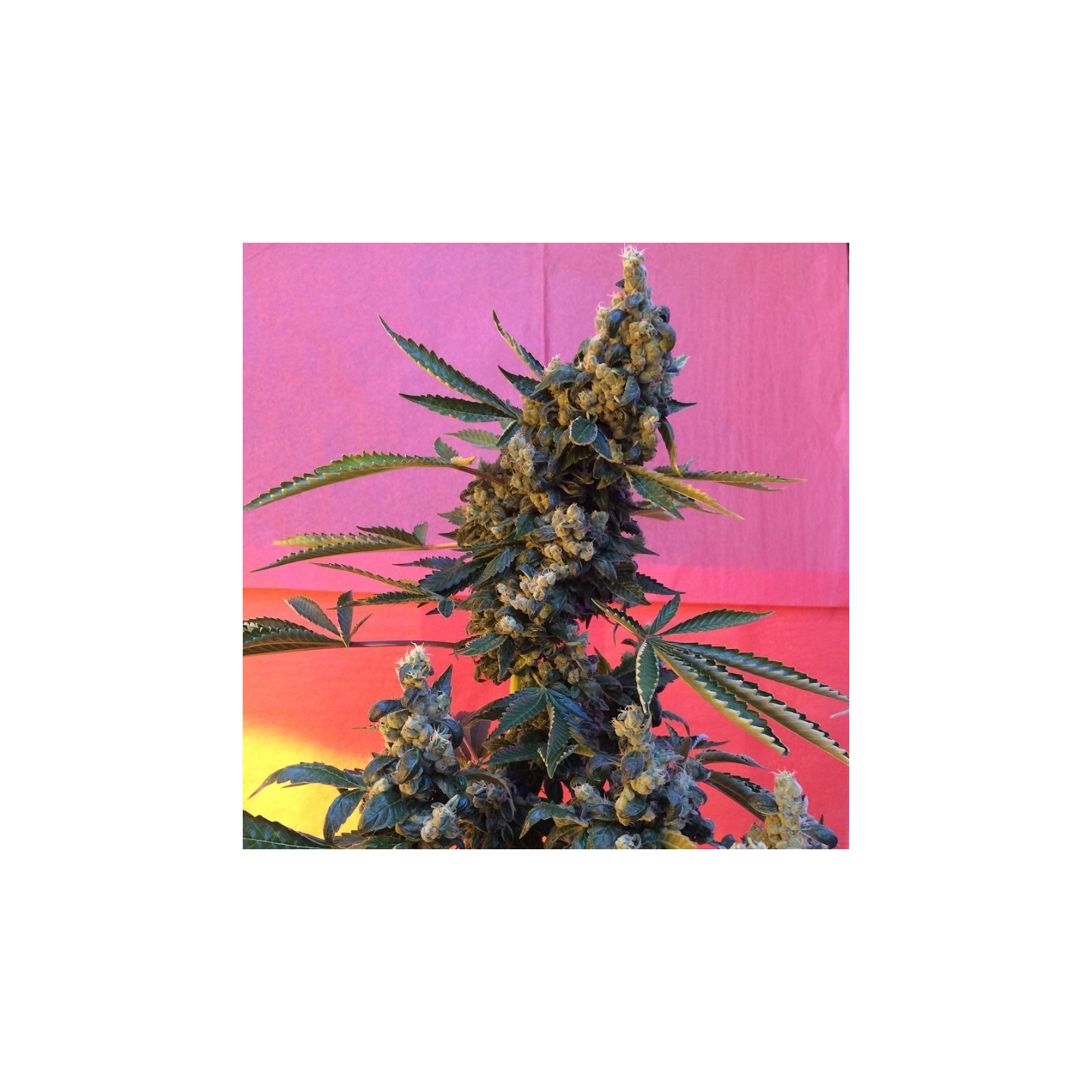 Deedee Regular de French Touch Seeds
