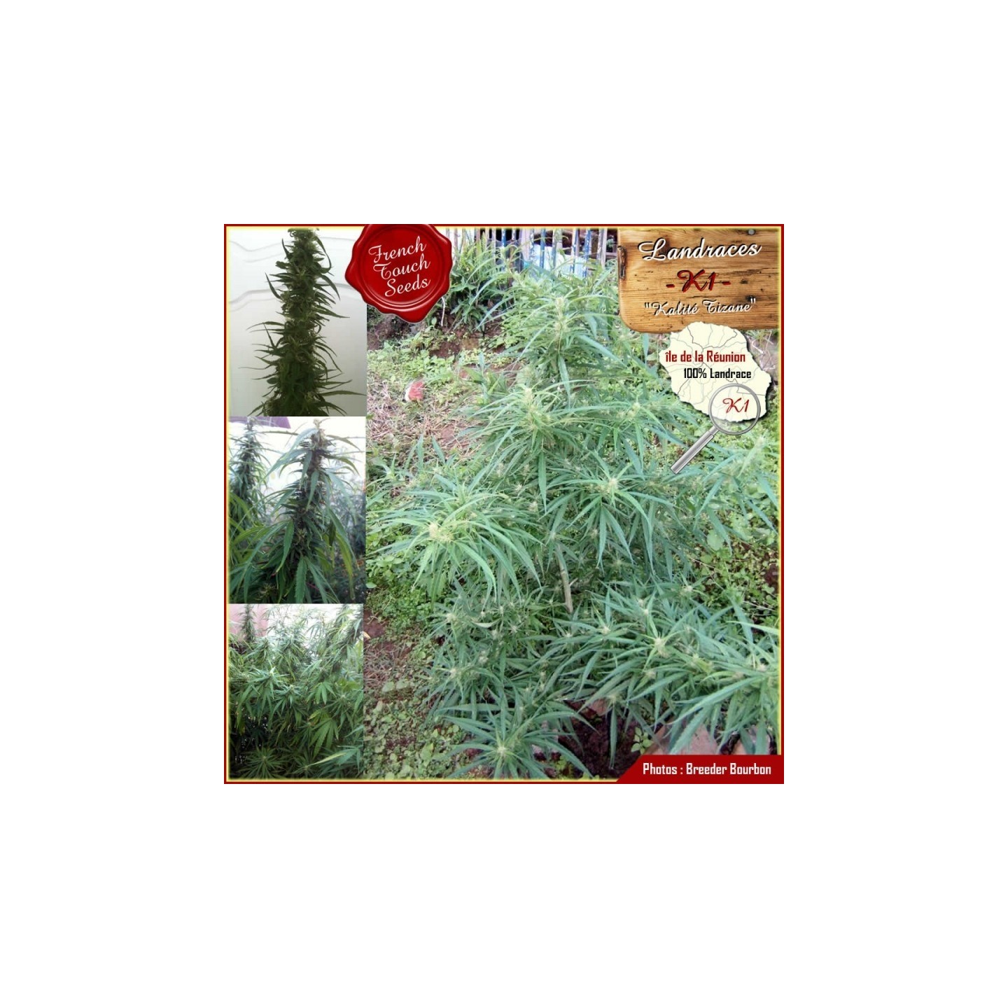 K1 (Kalité Tizane) Regular de French Touch Seeds