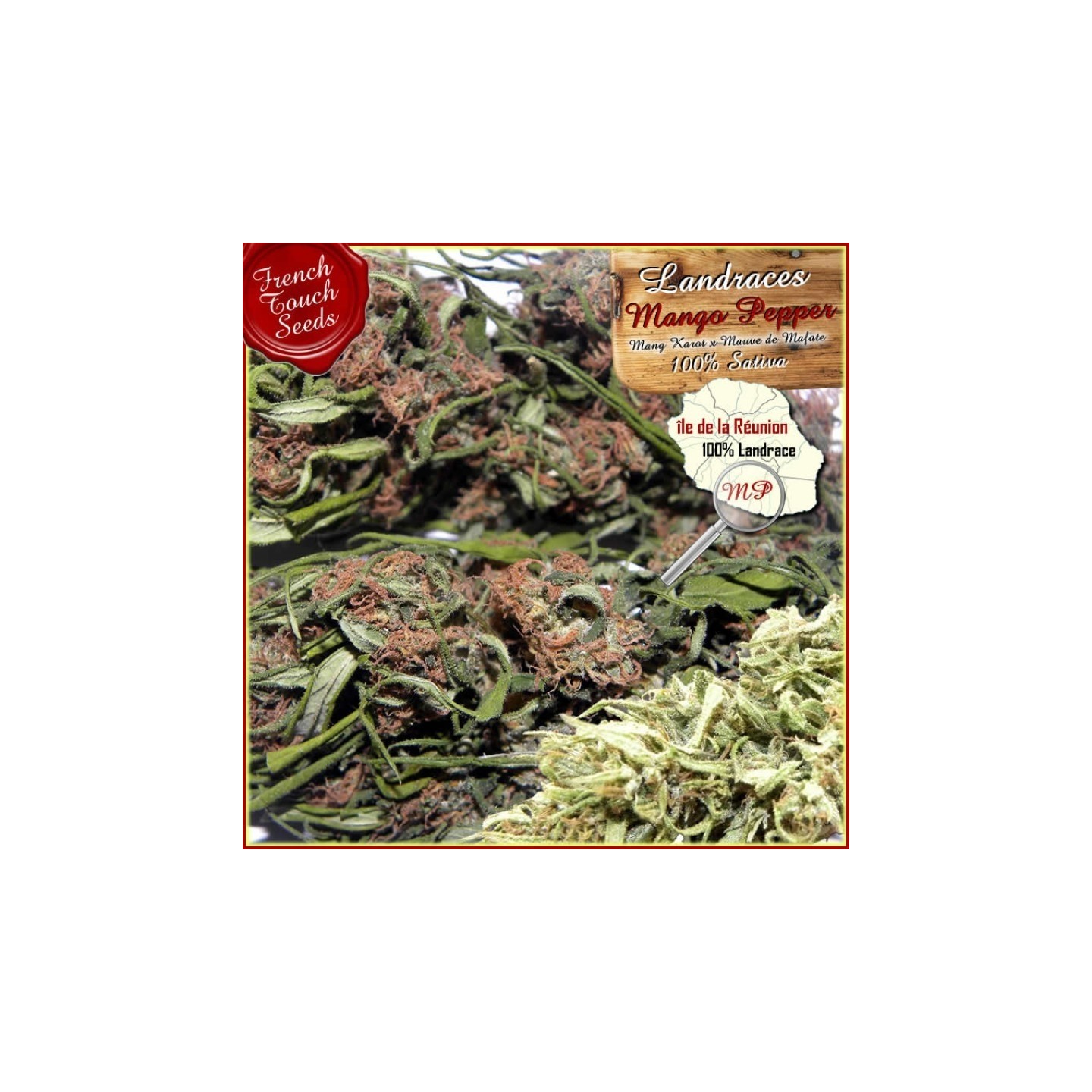 Mango Pepper Regular de French Touch Seeds