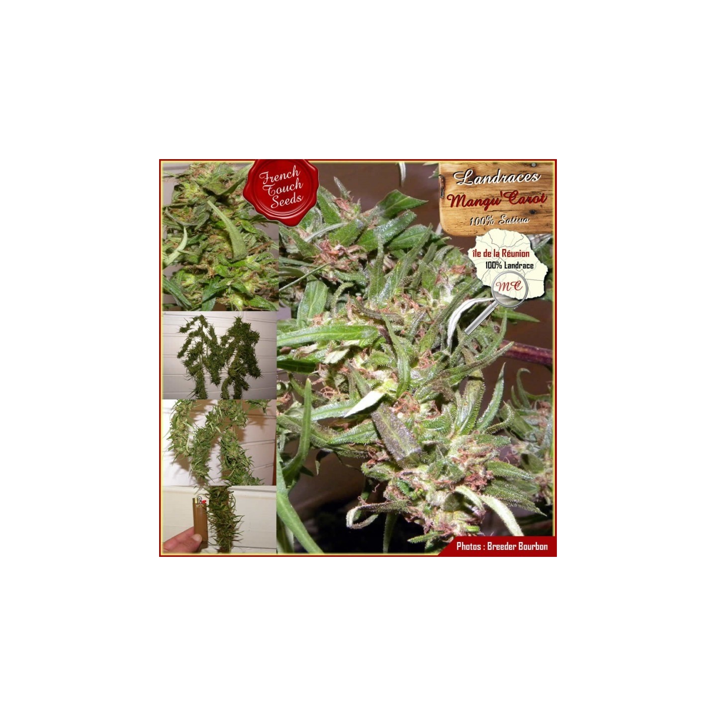 Mangui Carot Regular de French Touch Seeds