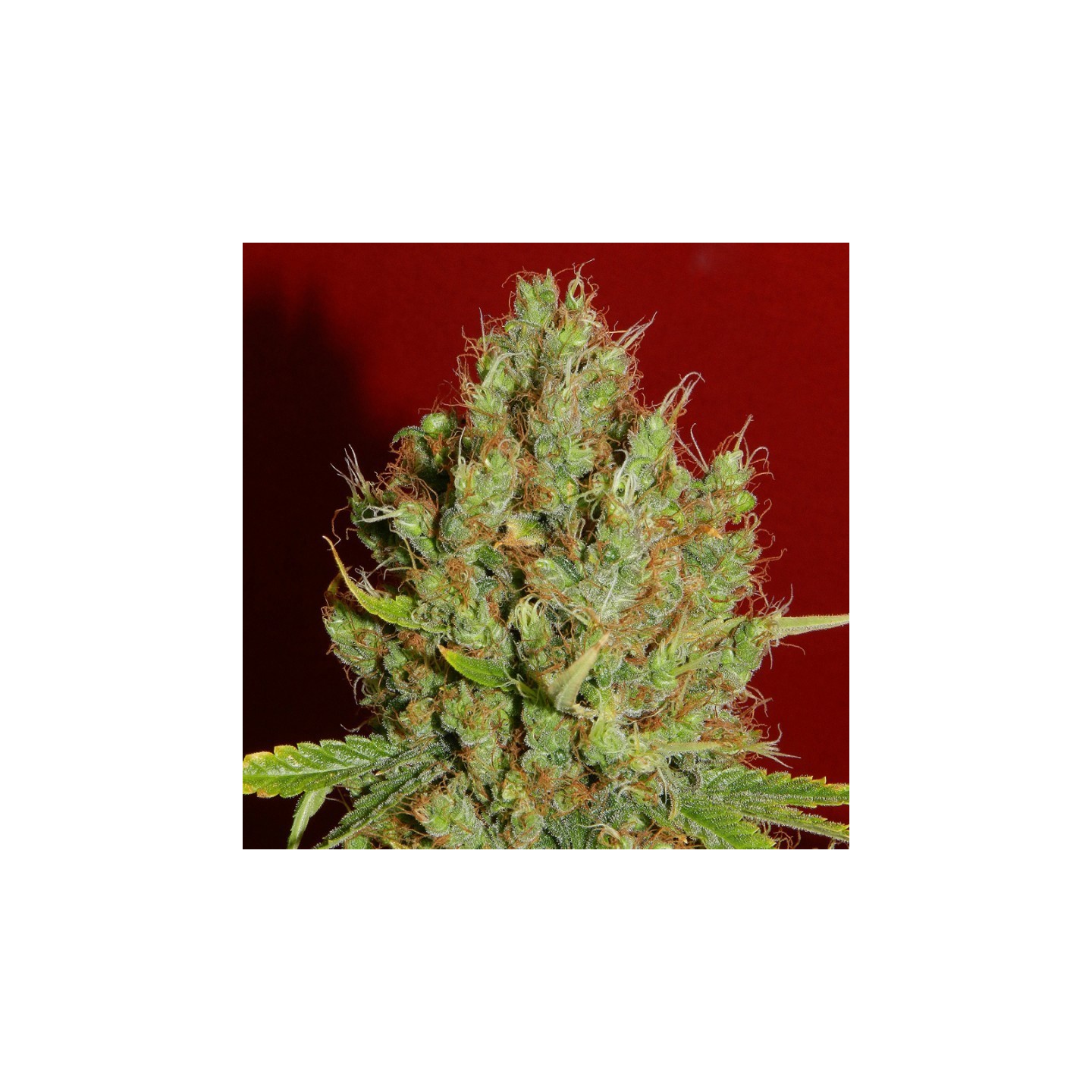 Renaissance Feminizada de French Touch Seeds