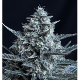 Blubonik de Genehtik Seeds
