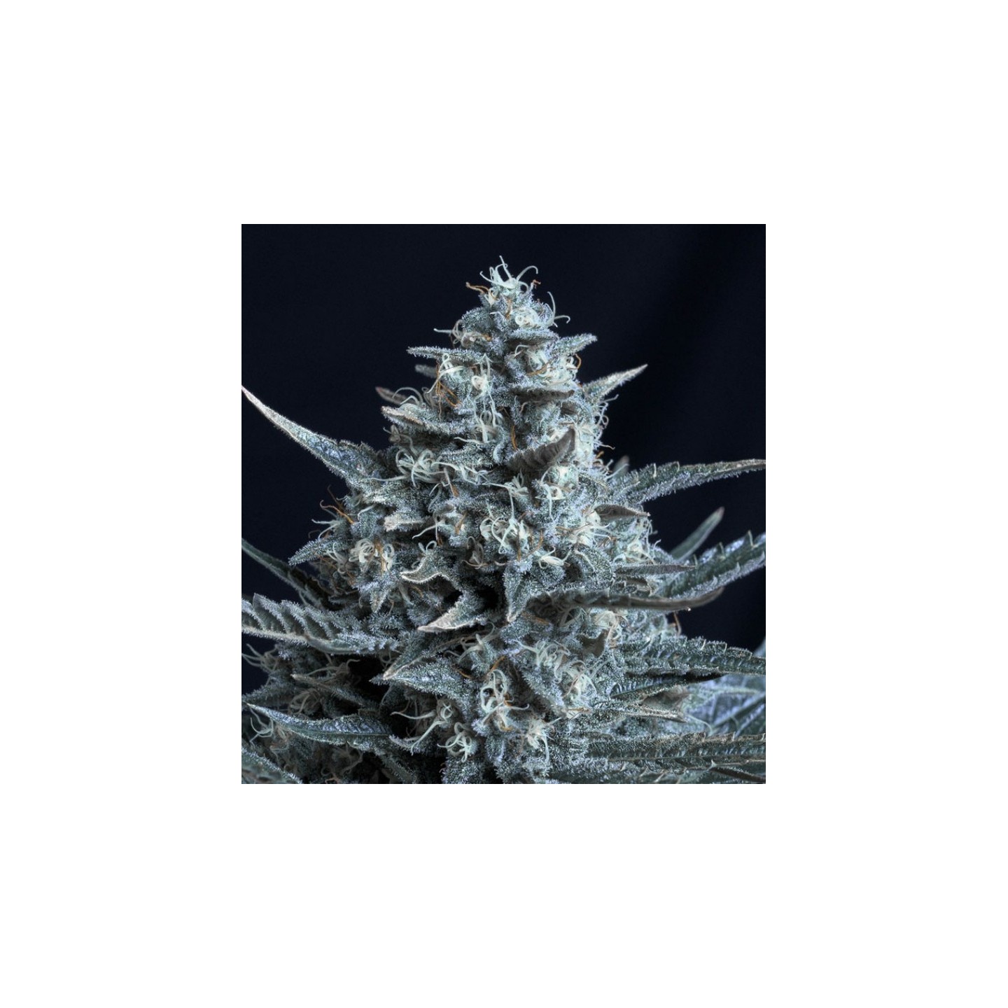 Blubonik de Genehtik Seeds