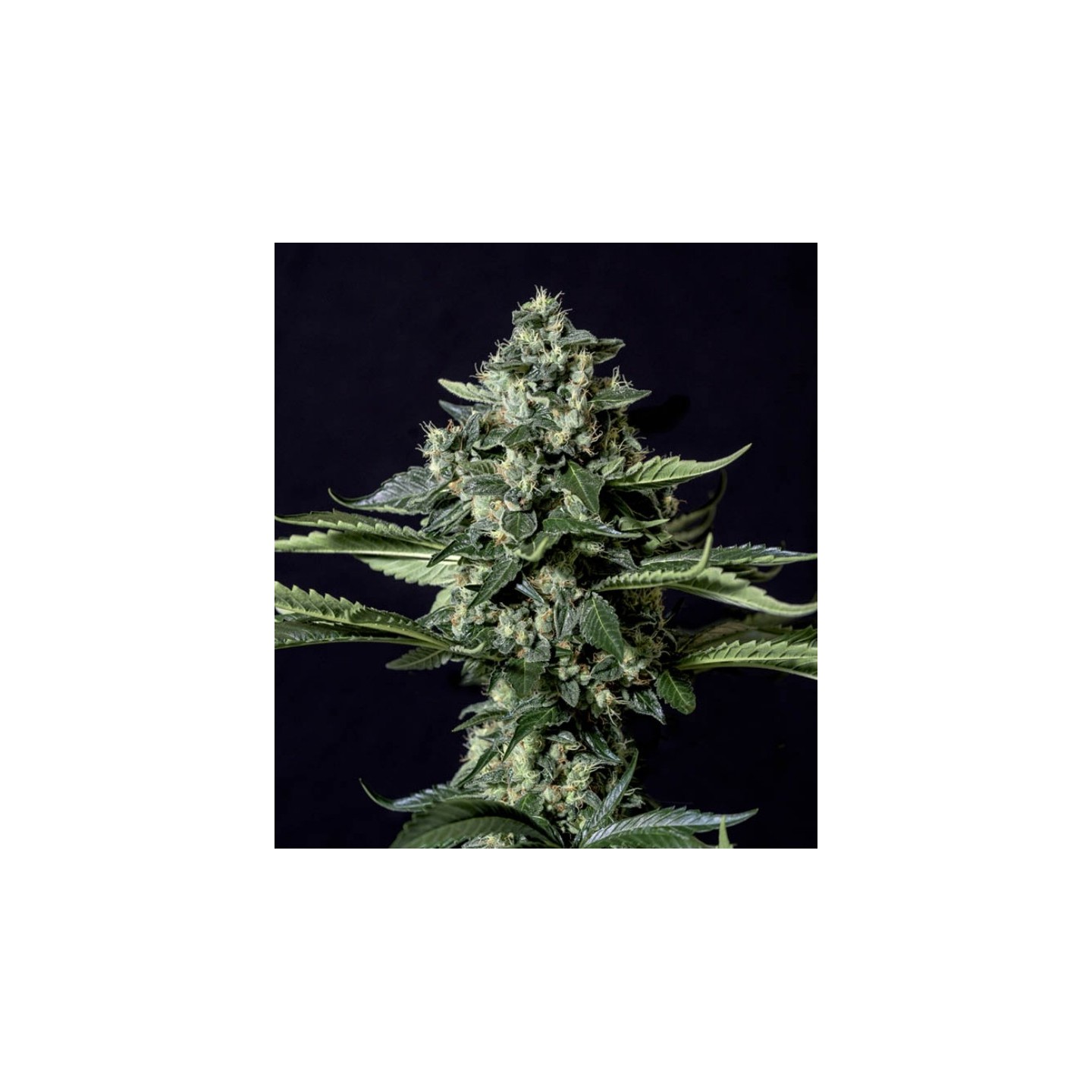 Gorila Bilbo de Genehtik Seeds