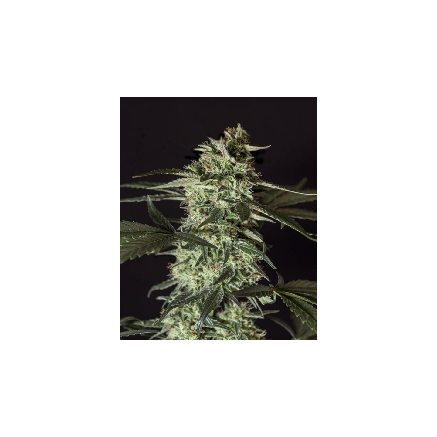 Medizinal Cbd de Genehtik Seeds