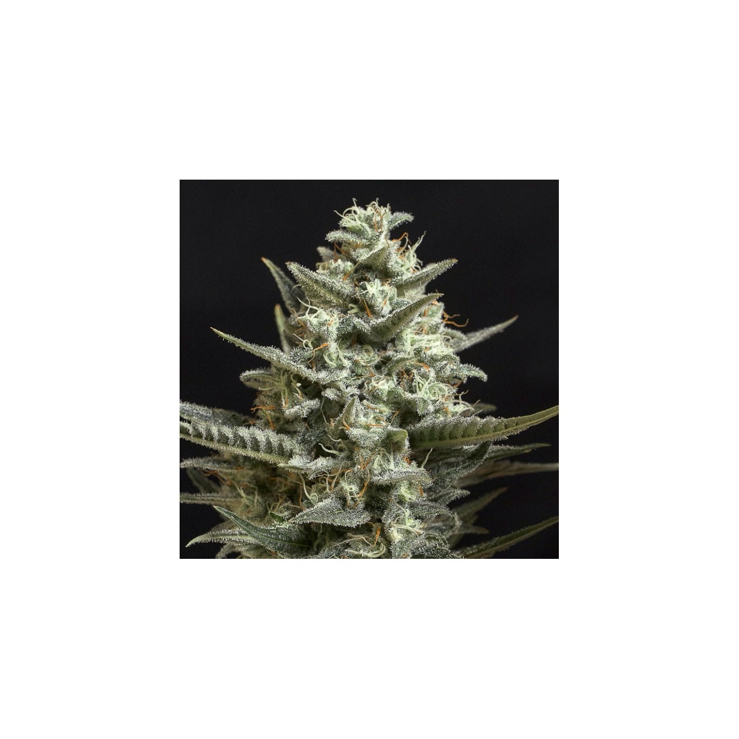 Sweet Bilbo de Genehtik Seeds