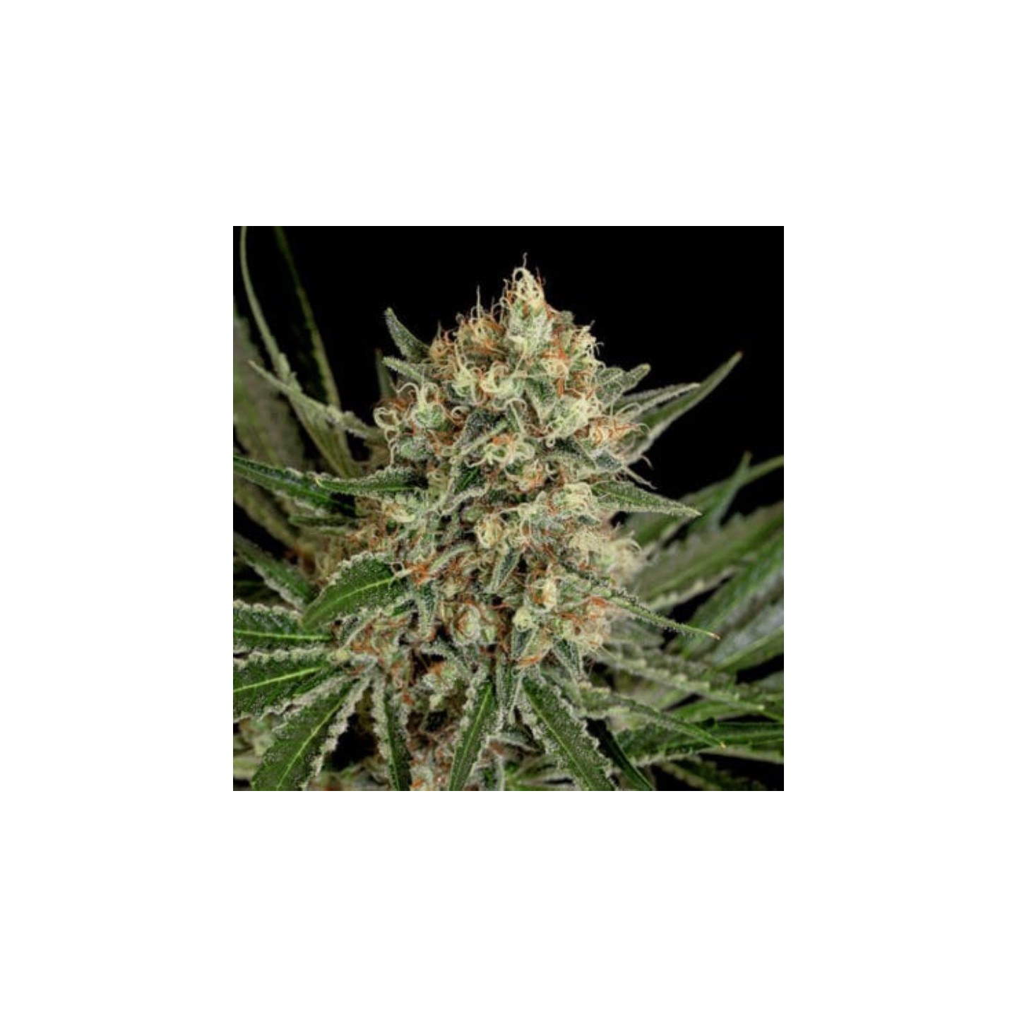 Txerri Bilbo Haze de Genehtik Seeds