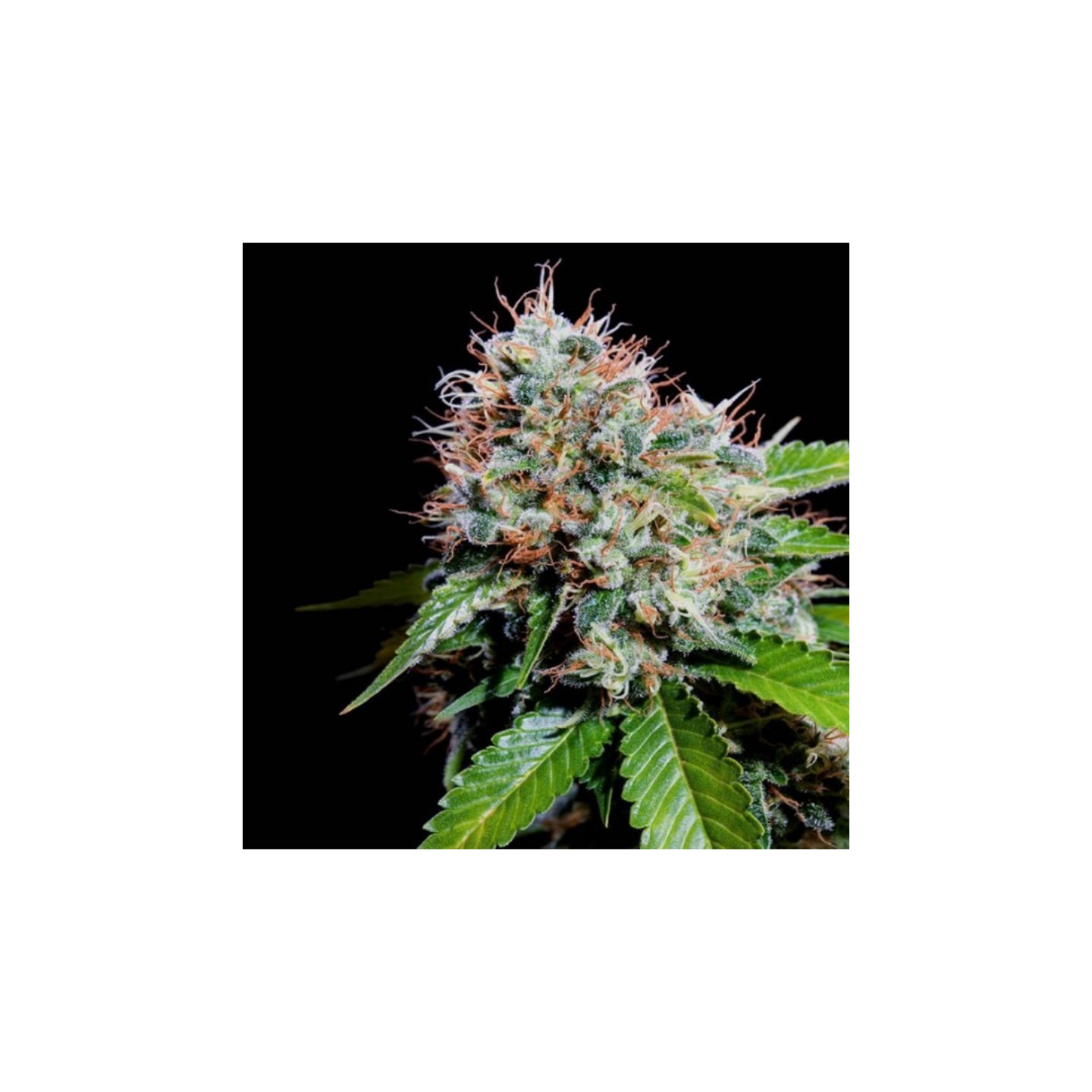 Zuri Widow de Genehtik Seeds