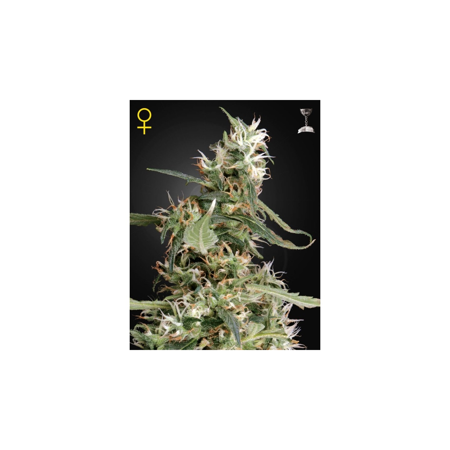 Arjan's Ultra Haze 1 de Green House