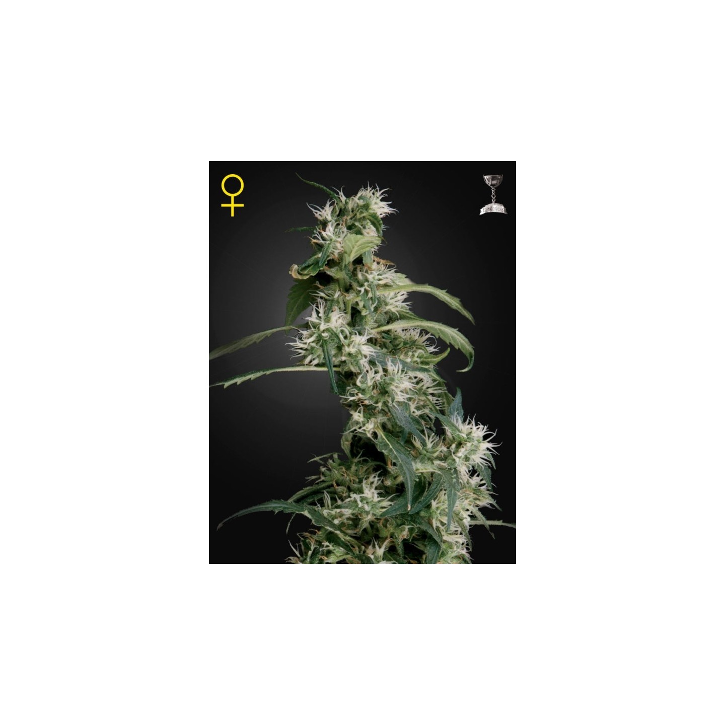 Arjan's Ultra Haze #2 de Green House