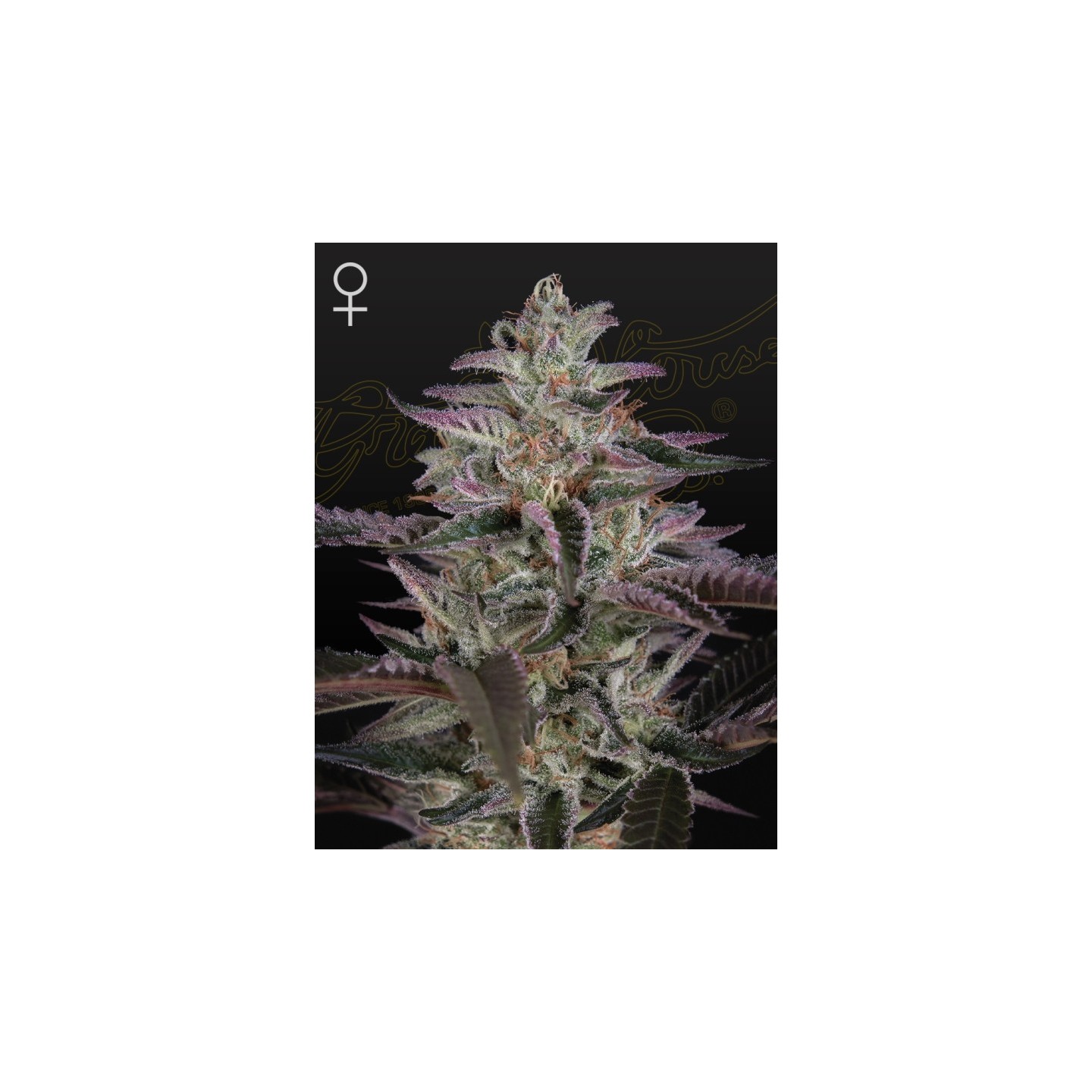 Banana Krumble de Green House