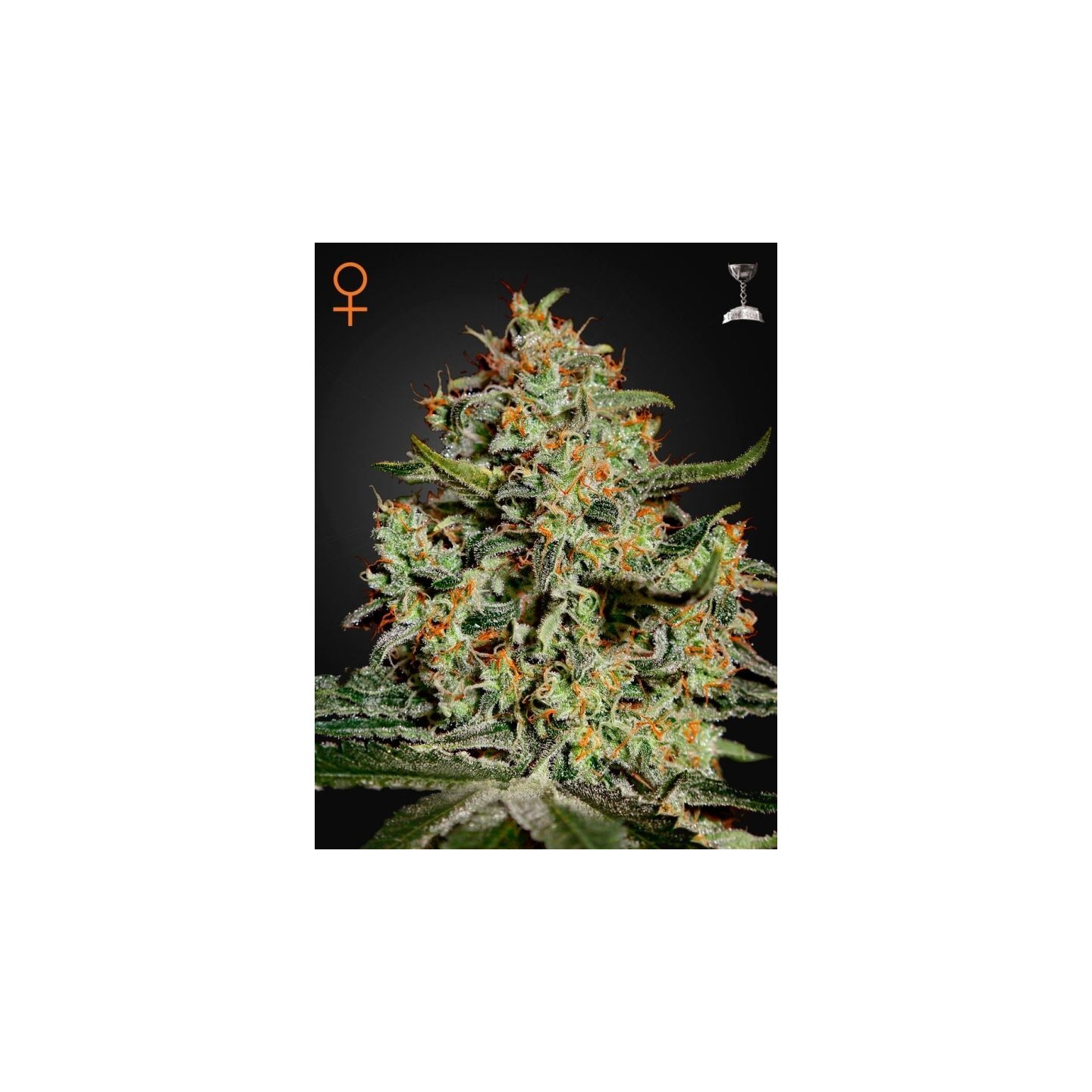 Big Bang de Green House