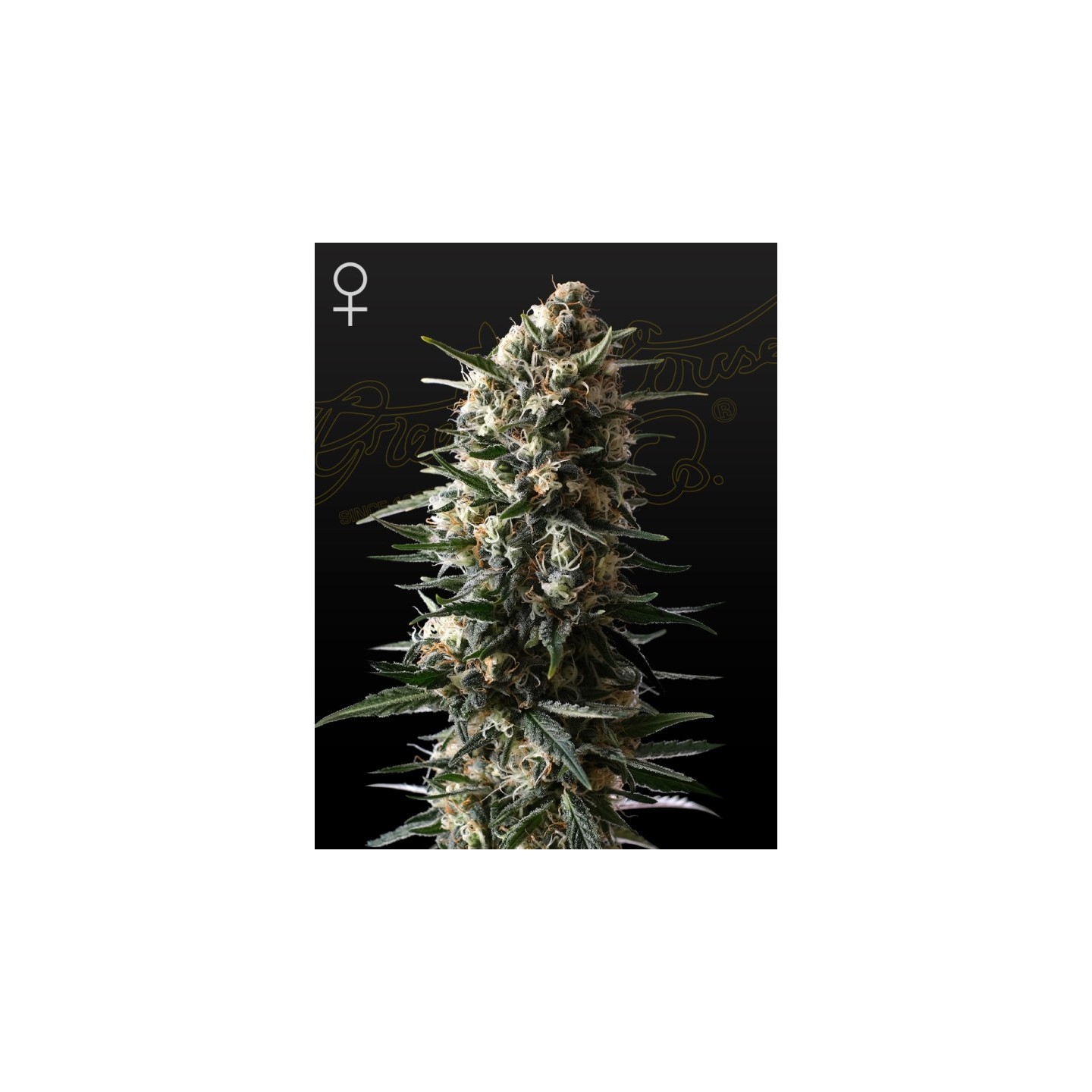Bubba Slush de Green House