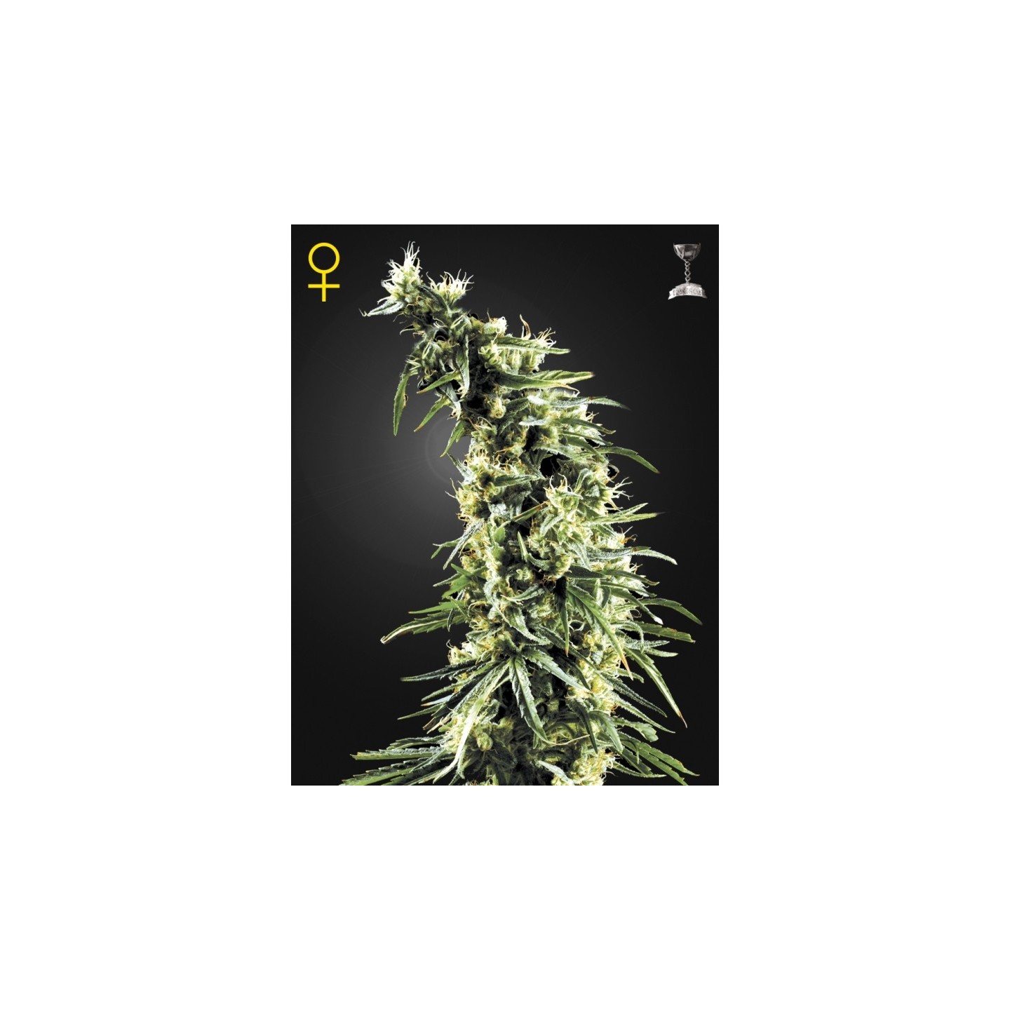 Hawaiian Snow de Green House