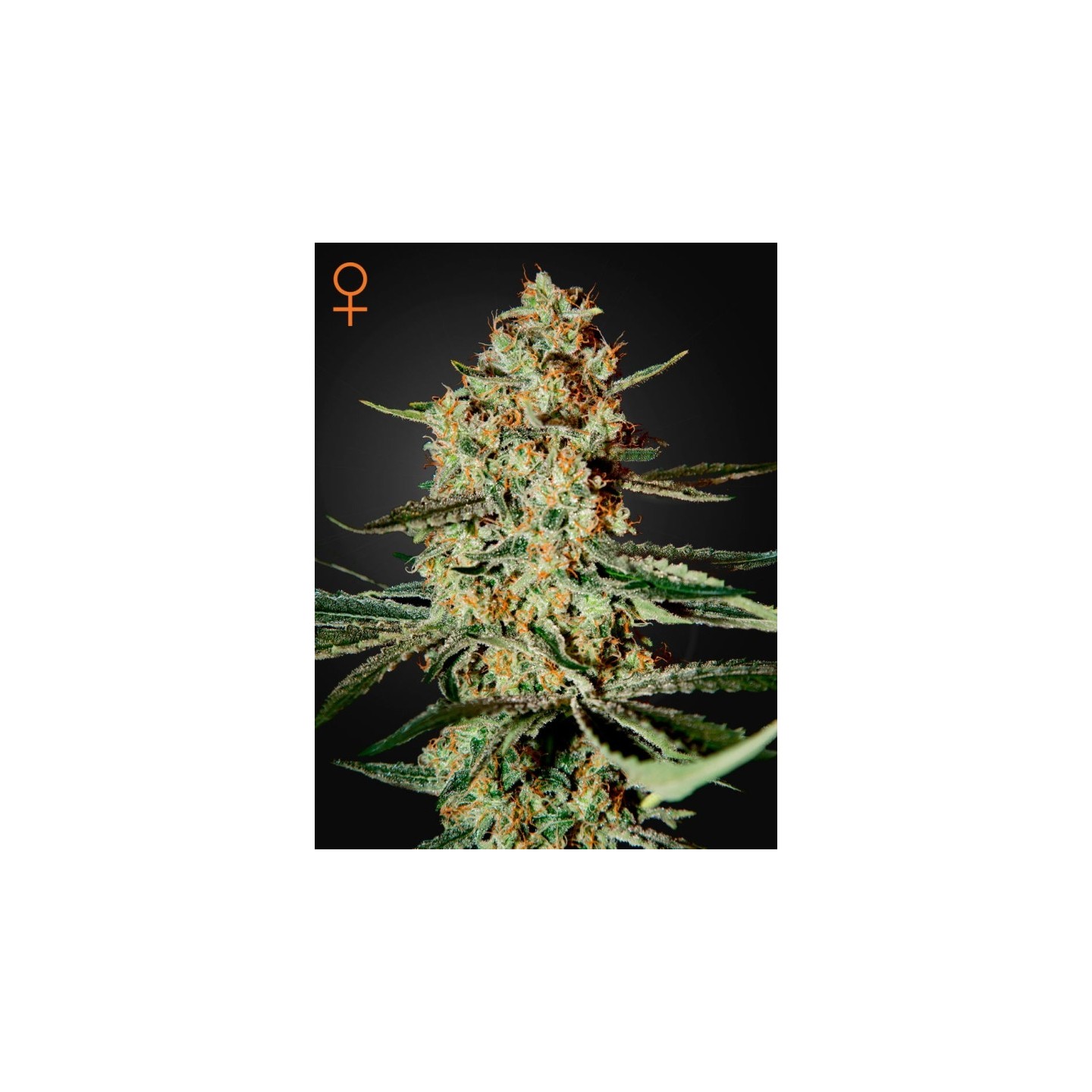 Himalaya Gold Feminizada de Green House