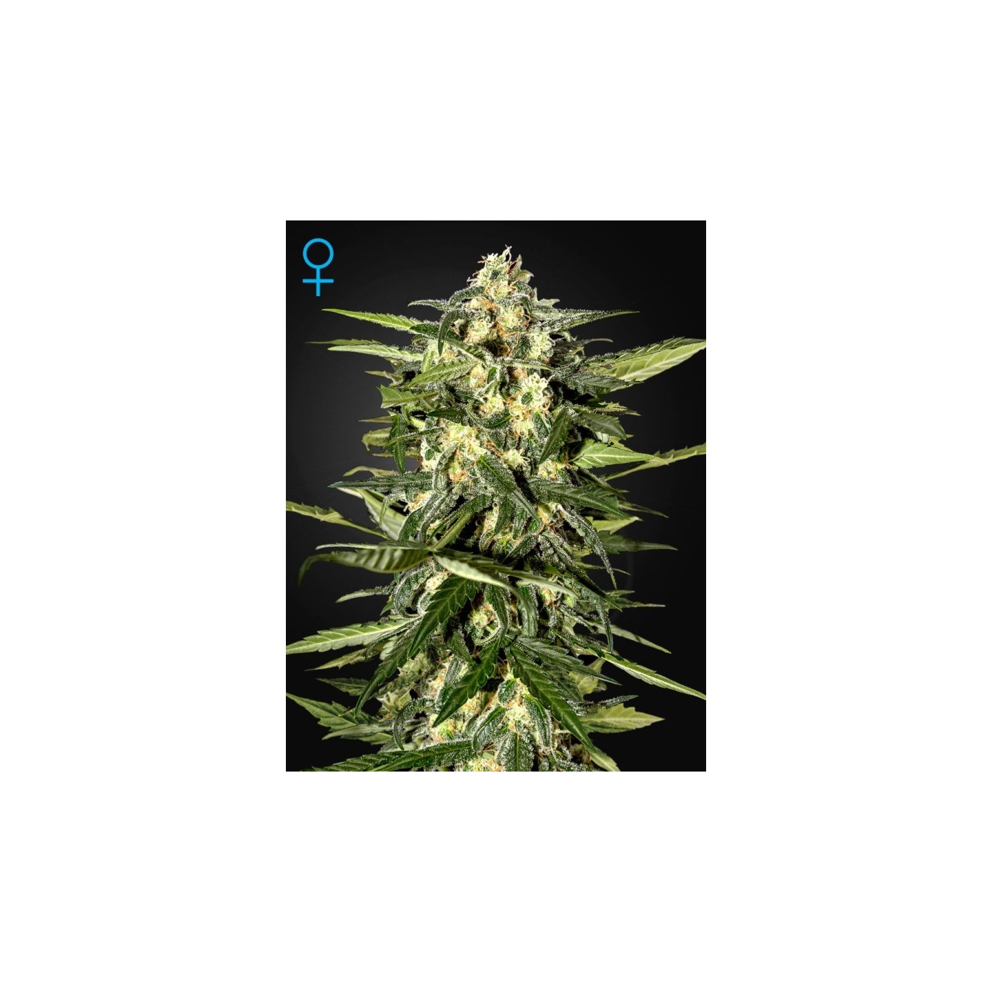 Jack Herer Auto de Green House
