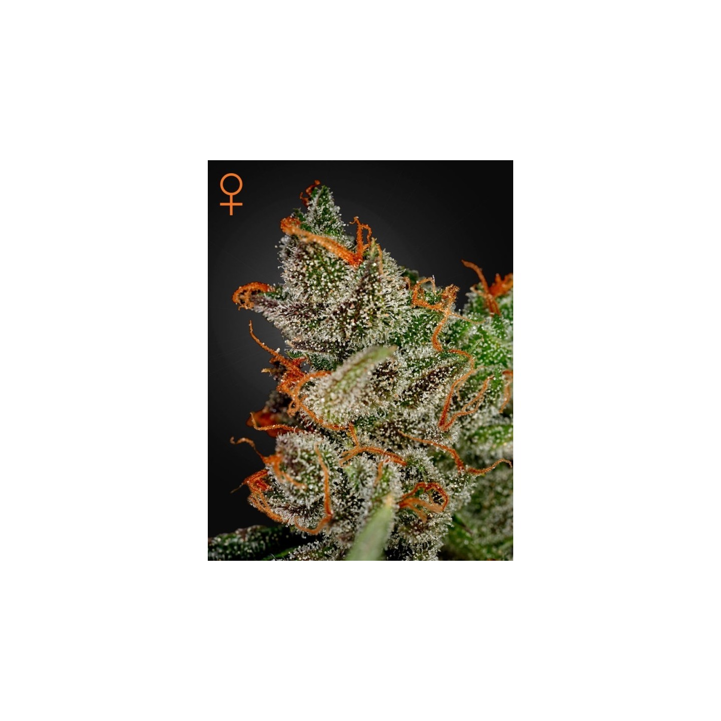 King's Kush de Green House